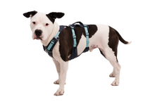 Load image into Gallery viewer, Flagline Dog Harness