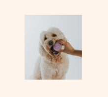 Load image into Gallery viewer, Dog Tennis Balls Pack of 4