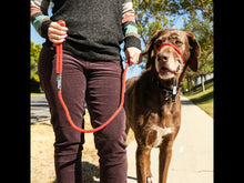 Load image into Gallery viewer, Sidekick Gentle Leader