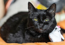 Load image into Gallery viewer, Feline Frenzy-Halloween Cat