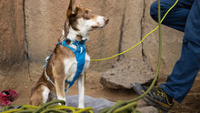 Load image into Gallery viewer, Flagline Dog Harness