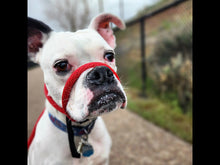 Load image into Gallery viewer, Sidekick Gentle Leader