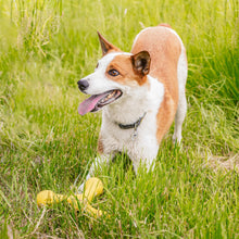 Load image into Gallery viewer, West Paw Skamp