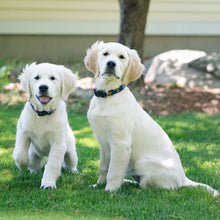 Load image into Gallery viewer, Teddy Dog Collars