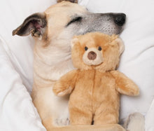 Load image into Gallery viewer, Mr. Honey Bear