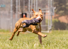 Load image into Gallery viewer, Helga Hippo