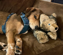 Load image into Gallery viewer, Lobo Wolf Pup