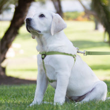 Load image into Gallery viewer, ECO 3/4” Step-in Harness