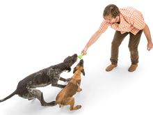 Load image into Gallery viewer, West Paw Skamp