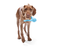 Load image into Gallery viewer, West Paw Tizzi