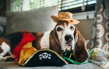 Load image into Gallery viewer, Mutt Hatter Collection