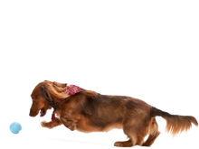 Load image into Gallery viewer, West Paw Jive