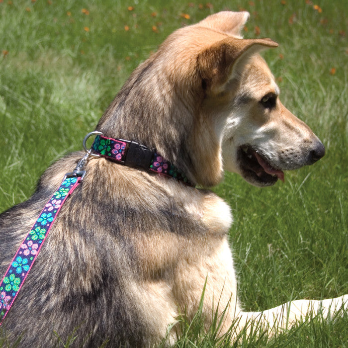 Lupine 1” Wide Leashes River Dog Bakery