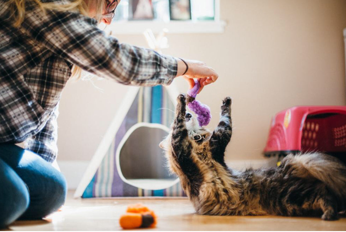 P.L.A.Y. Feline Frenzy Cat Toy - Kitty Kreme Donuts