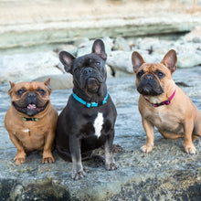 Load image into Gallery viewer, ECO by Lupine 3/4” Collars