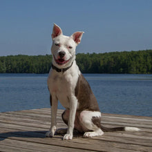 Load image into Gallery viewer, ECO by Lupine 3/4” Collars