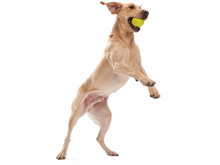 Load image into Gallery viewer, West Paw Jive