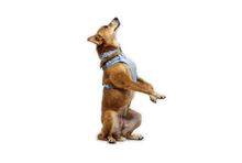 Load image into Gallery viewer, Front Range Flex Knit Harness
