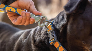 Crag Leash