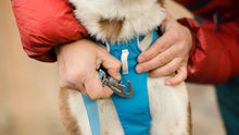 Load image into Gallery viewer, Flagline Dog Harness
