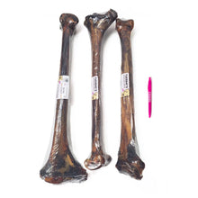 Load image into Gallery viewer, Ostrich Long Bone
