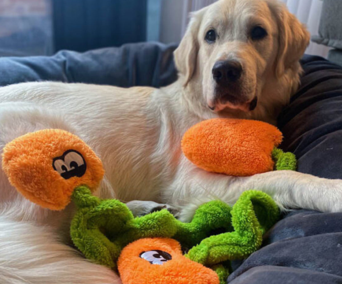 Duraplush Springy Pumpkin Patch Dog Toy – River Dog Bakery