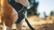 Load image into Gallery viewer, Front Range Flex Leash
