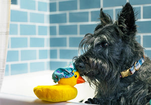 Splish Splash Dog Toys