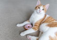 Load image into Gallery viewer, Feline Frenzy Kitty Kreme Doughnuts
