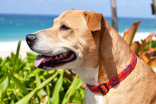 Load image into Gallery viewer, Lupine 1” Wide Dog Collars
