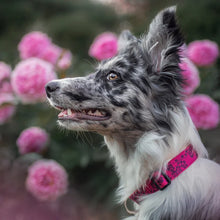 Load image into Gallery viewer, Lupine 3/4” Wide Collars
