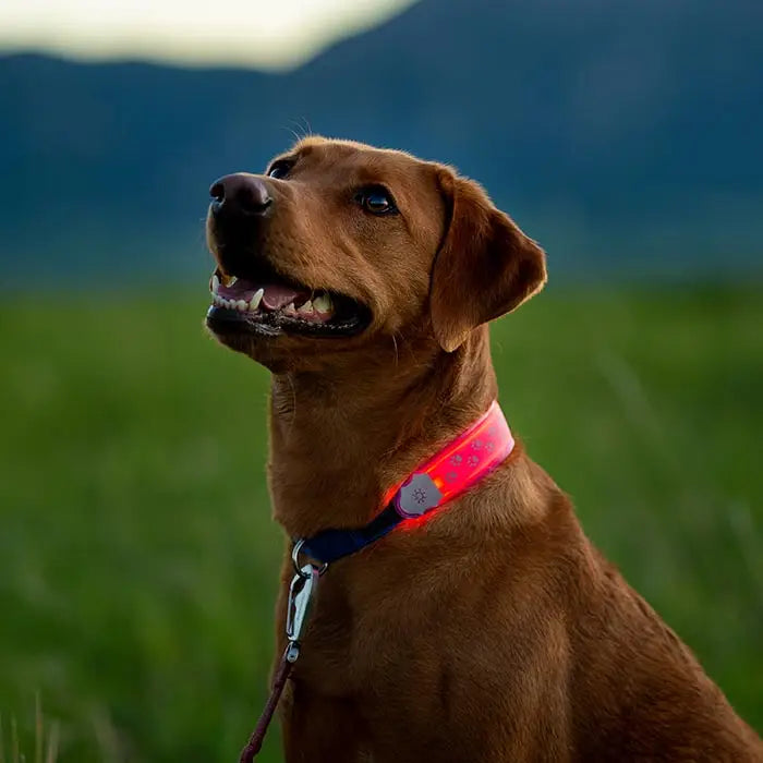 NiteDawg LED Collar Cover