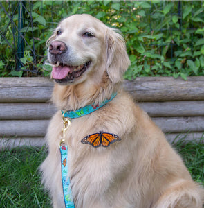 UpCountry’s Butterfly Collar